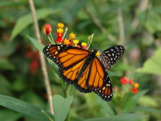 Papiliorama