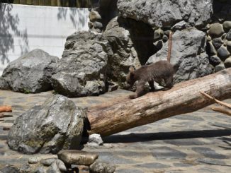Zoo de Servion
