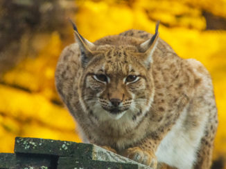 Zoo des Marécottes