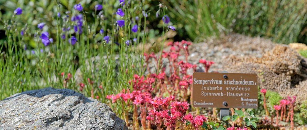 Jardin Alpin La Linnaea Jardin Alpin La Linnaea
